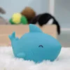 Sea Life Shark